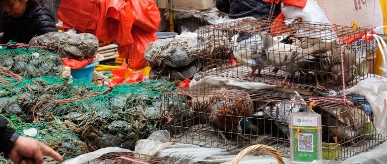 Live animals in cages at a wet market in China