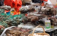 Live animals in cages at a wet market in China