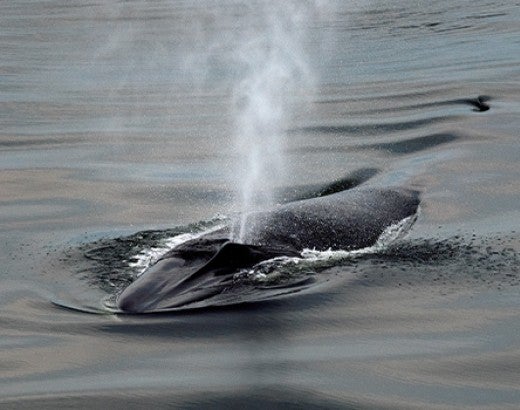 a Fin Whale blowing air and water through it's blow hole