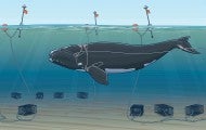 Illustration showing how right whales get entangled in the fishing lines of lobster ctraps.