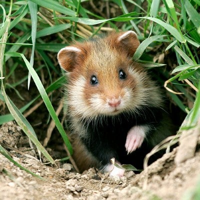 wild european hamster emerging from their burough