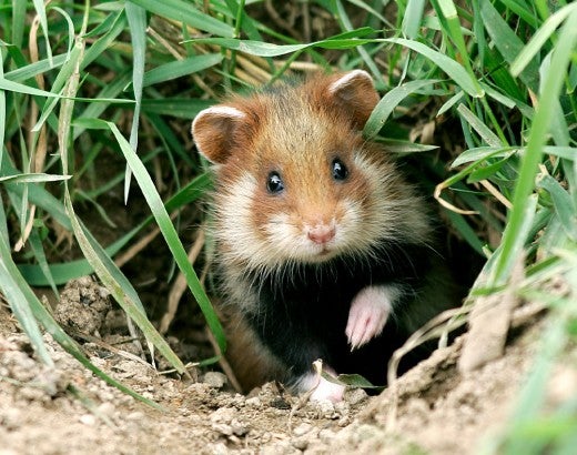 wild european hamster emerging from their burough