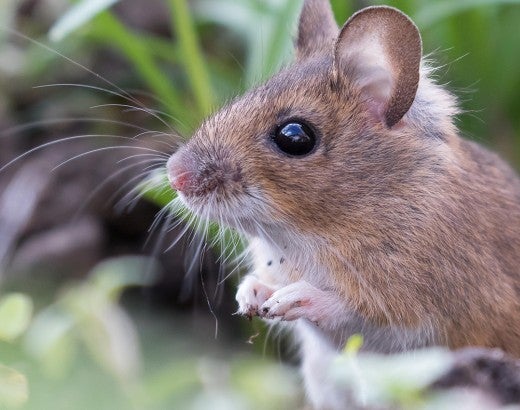 A wild mouse in the grass
