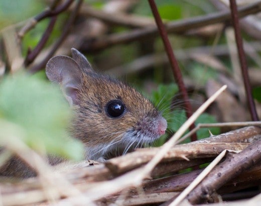 small mouse hiding in brush