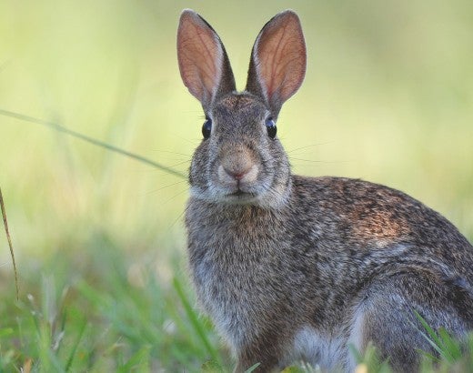 Brown rabbit in the grass