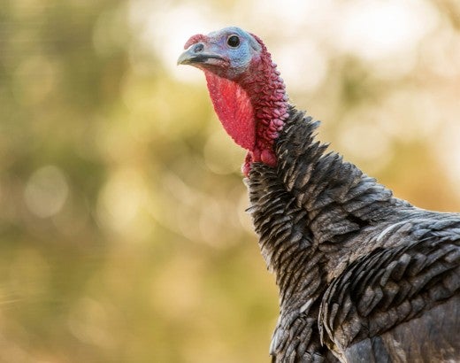 Wild turkey in the woods