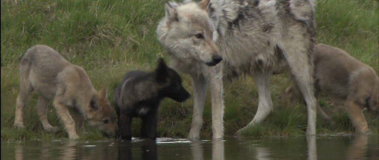 A group of wild wolves gather by a body of water