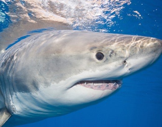 Great White Shark in Guadalupe Island, Mexico