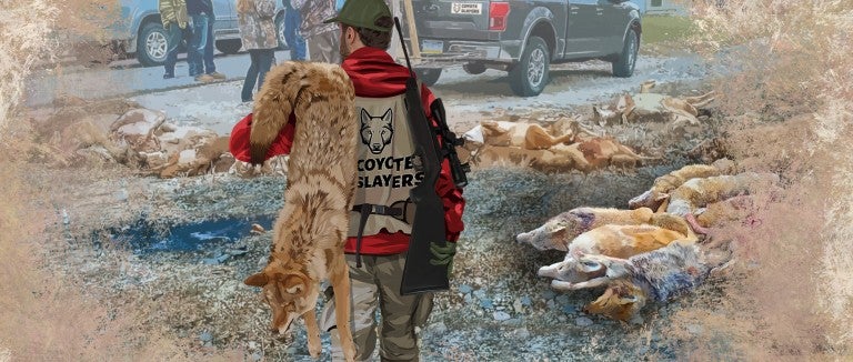Illustration of a man carrying a dead coyote among other participants of a wildlife killing contest
