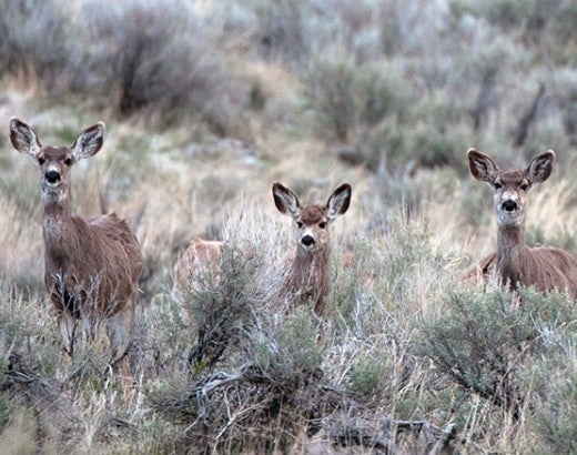 Deer on land protected by WLT