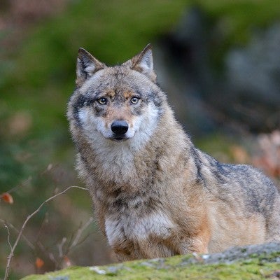 wolf