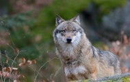 wolf