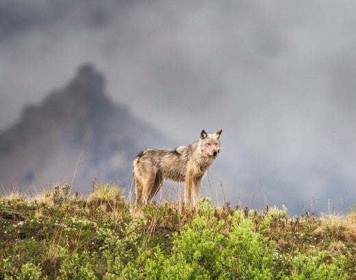 Gray wolf on a mountain ridge in Denali National Park, Alaska