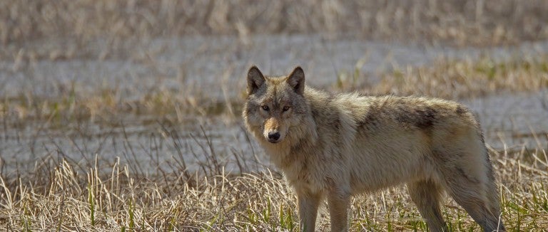 A wolf stands in an open field
