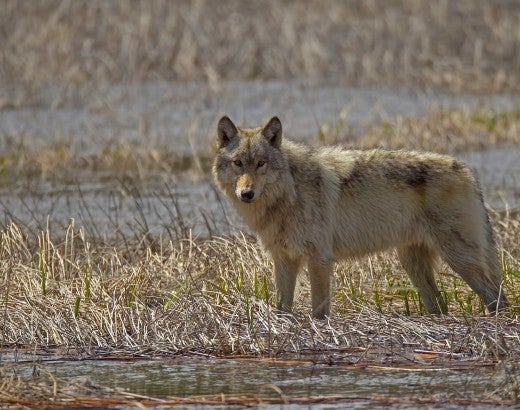 A wolf stands in an open field