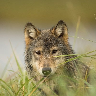 Gray wolf