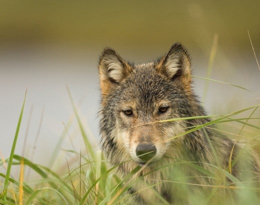 Gray wolf