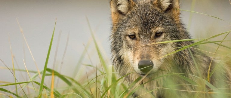 Gray wolf