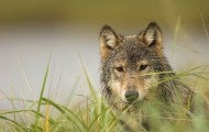 Gray wolf