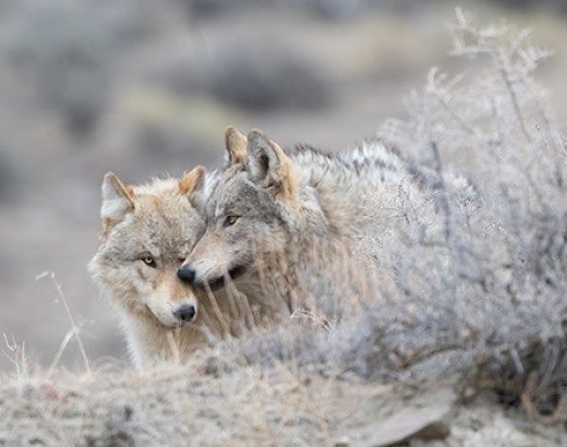 Wild wolves huddling in a field