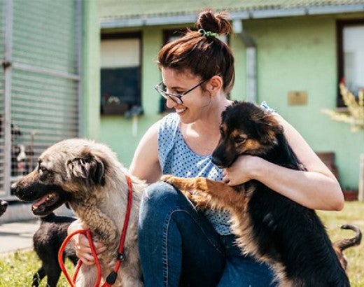 Young adult woman working and playing with adorable dogs in animal shelter