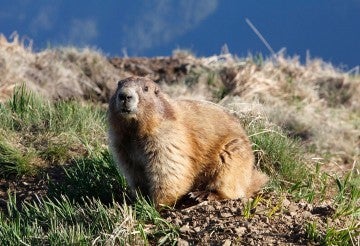woodchuck in the grass