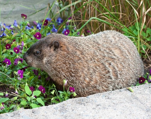 Woodchuck in a flower garden