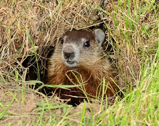Baby woodchuck peeking out of den
