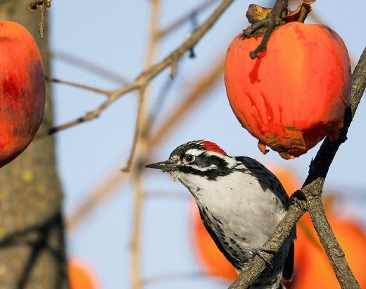 woodpecker on persimmon tree