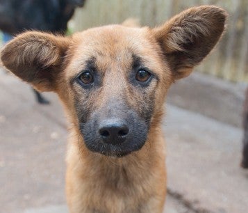 sad brown dog looking forward