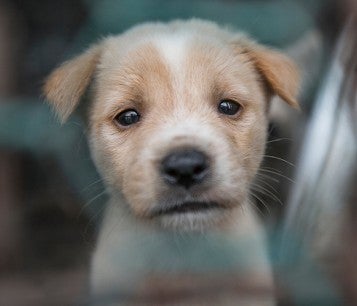 A puppy looks desperately through a chainlink cage with pleading eyes