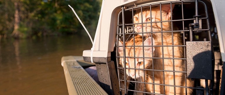 Kittens after being rescued during Hurricane Harvey