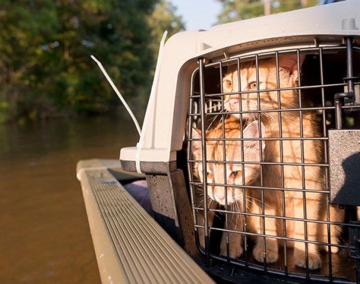 Kittens after being rescued during Hurricane Harvey