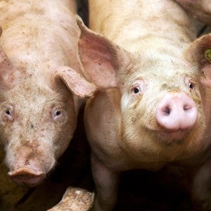 Pigs on a factory farm