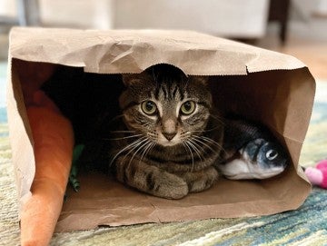 A cat curled up in a paper shopping bag.