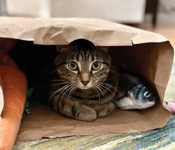 A cat curled up in a paper shopping bag.