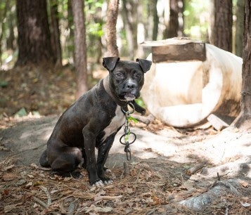 A dog sits on the ground tied to a tree.
