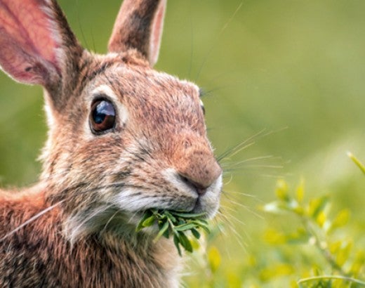 wild rabbit