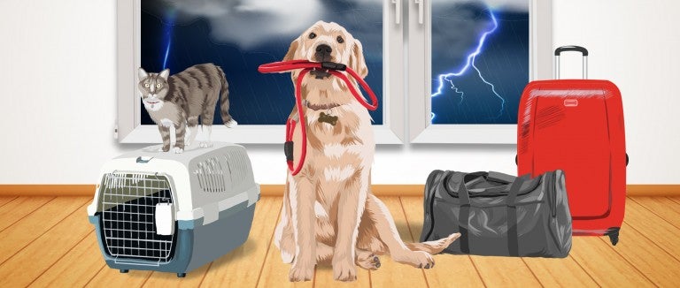 Illustration of a dog with leash in his mouth, cat on a carrier, and luggage in front of a stormy window.