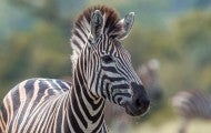 Zebra portrait in natural background in Kruger National park, South Africa