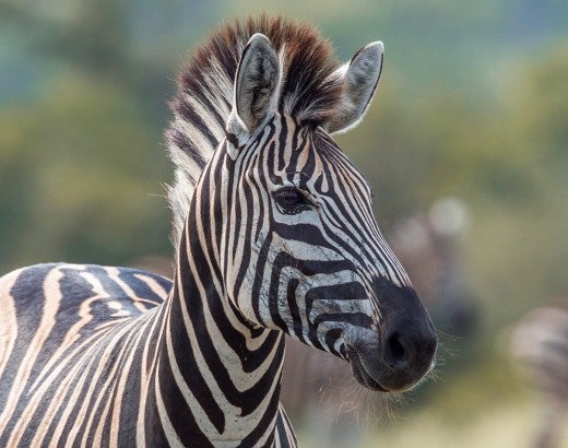 Zebra portrait in natural background in Kruger National park, South Africa