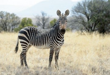 Mountain Zebra standing in grassland, Mountain Zebra National Park, South Africa