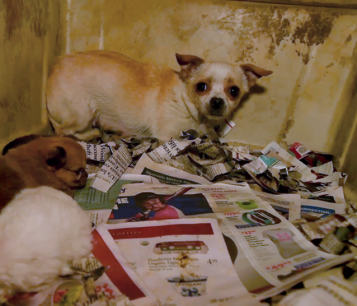 GA Animal Neglect Rescue