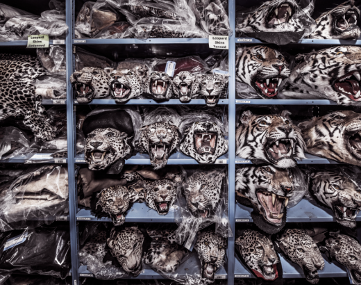 Shelves of big cat heads