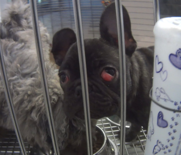 French bulldog puppy with cherry eye in Petland enclosure