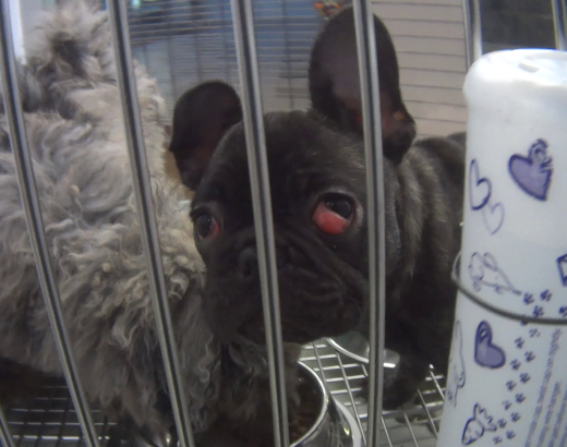 French bulldog puppy with cherry eye in Petland enclosure