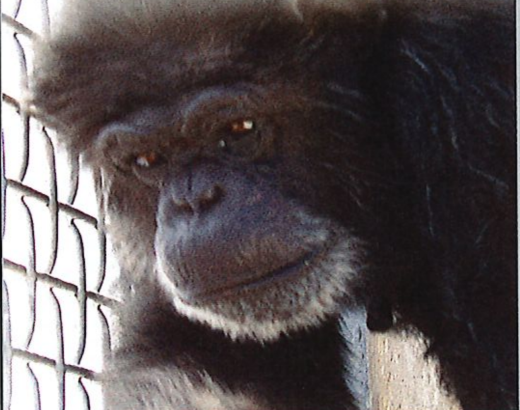 A chimpanzee in a cage