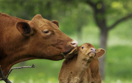 mother cow and calf