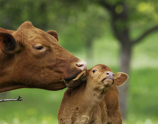 mother cow and calf