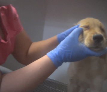 A dog being examined